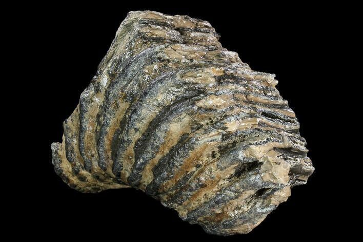 Partial Southern Mammoth Molar - Hungary #123670